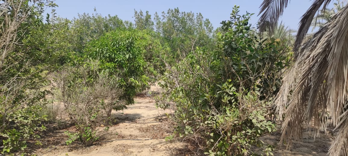 فدان وربع.... داخل كمبوند الريف الأوروبي